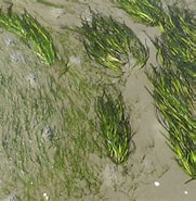 Afbeeldingsresultaten voor Klein zeegras. Grootte: 181 x 185. Bron: www.deltaexpertise.nl