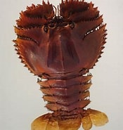 Afbeeldingsresultaten voor Ibacus ciliatus Stam. Grootte: 175 x 185. Bron: animalchain.site