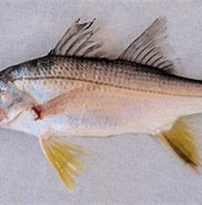 Image result for Centropomidae. Size: 182 x 173. Source: mexican-fish.com