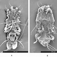 Image result for "cranocephalus Scleroticus". Size: 185 x 185. Source: www.researchgate.net