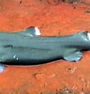 Image result for "centroscyllium Nigrum". Size: 176 x 134. Source: www.sharkwater.com