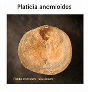 Image result for "platidia Anomioides". Size: 177 x 185. Source: present5.com