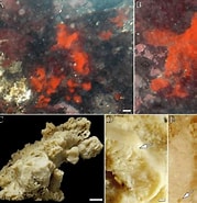 Afbeeldingsresultaten voor Crella Pytheas fusifera Onderrijk. Grootte: 179 x 185. Bron: www.researchgate.net