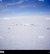 Tamaño de Resultado de imágenes de Programa Antártico de Estados Unidos.: 173 x 185. Fuente: www.alamy.es