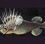 Image result for "mirapinna Esau". Size: 188 x 141. Source: karlshuker.blogspot.com