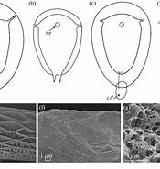 Afbeeldingsresultaten voor Lernaeodiscus squamiferae Geslacht. Grootte: 175 x 185. Bron: www.researchgate.net