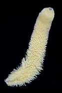 Image result for Grantia capillosa Geslacht. Size: 125 x 185. Source: alchetron.com