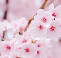 Tw 桜の花 採取 に対する画像結果.サイズ: 196 x 185。ソース: mama.chintaistyle.jp