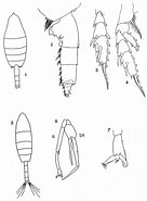 Afbeeldingsresultaten voor Paraeuchaeta barbata Rijk. Grootte: 136 x 185. Bron: copepodes.obs-banyuls.fr