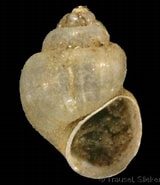 Afbeeldingsresultaten voor "mercuria Confusa". Grootte: 160 x 185. Bron: www.gastropods.com