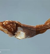 Afbeeldingsresultaten voor Gyrinomimus grahami. Grootte: 172 x 185. Bron: fishesofaustralia.net.au