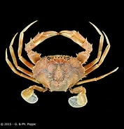 Image result for "parathranites Orientalis". Size: 177 x 185. Source: www.crustaceology.com