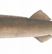 Afbeeldingsresultaten voor Tetragonurus atlanticus Familie. Grootte: 177 x 109. Bron: fishillust.com