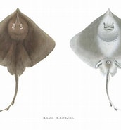 Image result for Okamejei kenojei. Size: 172 x 185. Source: shark-references.com