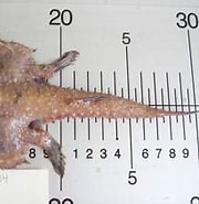 Afbeeldingsresultaten voor Dibranchus atlanticus Anatomie. Grootte: 180 x 148. Bron: www.marinespecies.org