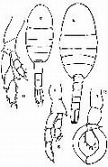 Image result for "lucicutia Gaussae". Size: 120 x 183. Source: copepodes.obs-banyuls.fr