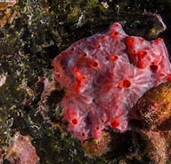 Afbeeldingsresultaten voor Clathria Clathria coralloides Orde. Grootte: 192 x 185. Bron: scuba.spanglers.com