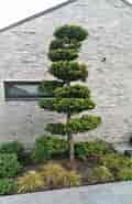 Billedresultat for World Dansk Hus og Hjem Haver Planter bonsai. størrelse: 120 x 185. Kilde: www.grejsdalensplanteskole.dk