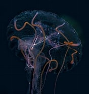 Image result for What Does Pelagia noctiluca Eat. Size: 176 x 185. Source: seaunseen.com