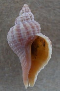 Image result for "urosalpinx Cinerea". Size: 123 x 185. Source: www.exoticsguide.org