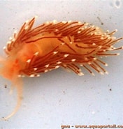 Image result for Facelinidae. Size: 176 x 185. Source: www.aquaportail.com