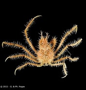 Image result for "achaeus Varians". Size: 177 x 185. Source: www.crustaceology.com