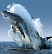 Afbeeldingsresultaten voor haaien Habitat. Grootte: 180 x 185. Bron: michellpromese.blogspot.com