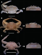 Afbeeldingsresultaten voor Achelous gibbesii. Grootte: 143 x 185. Bron: www.researchgate.net