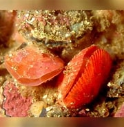 Image result for Terebratella sanguinea. Size: 180 x 185. Source: www.reeflex.net