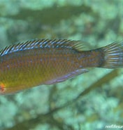 Afbeeldingsresultaten voor Centrolabrus exoletus. Grootte: 176 x 185. Bron: reeflifesurvey.com
