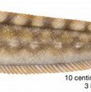 Afbeeldingsresultaten voor Zoarcidae. Grootte: 182 x 93. Bron: www.britannica.com