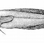 Image result for Paraliparis bathybius. Size: 187 x 94. Source: www.fishbase.se