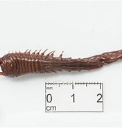 Afbeeldingsresultaten voor Ampharete acutifrons. Grootte: 176 x 185. Bron: www.marinespecies.org