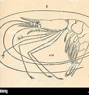 Afbeeldingsresultaten voor Nematocarcinus Ensifer Rijk. Grootte: 174 x 185. Bron: www.alamy.com