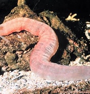 Afbeeldingsresultaten voor Synaptidae. Grootte: 176 x 185. Bron: www.aquaportail.com