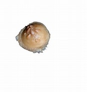 Image result for "radiella Hemisphaerica". Size: 175 x 185. Source: www.tridge.com