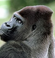 Image result for Chirodropus Gorilla. Size: 176 x 185. Source: babies-dangerous-wild-animals.blogspot.com