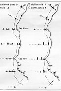Afbeeldingsresultaten voor Calocalanus contractus Rijk. Grootte: 124 x 185. Bron: copepodes.obs-banyuls.fr