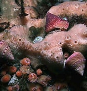 Afbeeldingsresultaten voor "myxilla Rosacea". Grootte: 176 x 185. Bron: www.habitas.org.uk