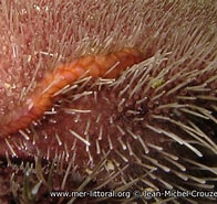 Image result for "malmgrenia Castanea". Size: 196 x 185. Source: european-marine-life.org