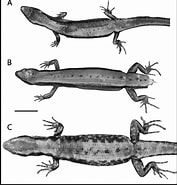 Image result for "sphenotrochus Andrewianus". Size: 177 x 185. Source: bioone.org