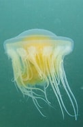 Image result for Phacellophora camtschatica Stam. Size: 122 x 185. Source: www.centralcoastbiodiversity.org
