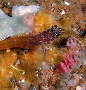 Image result for Microlipophrys nigriceps Feiten. Size: 177 x 185. Source: www.wikiwand.com