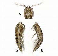 Afbeeldingsresultaten voor "clytemnestra Scutellata". Grootte: 191 x 185. Bron: www.researchgate.net