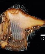 Image result for "argyropelecus affinis". Size: 155 x 185. Source: fishesofaustralia.net.au