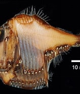 Image result for Argyropelecus affinis Genus. Size: 158 x 185. Source: fishesofaustralia.net.au