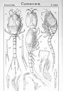 Afbeeldingsresultaten voor "diastylis Rugosa". Grootte: 127 x 185. Bron: www.alamy.com