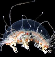 Image result for Olindiidae. Size: 177 x 185. Source: www.roboastra.com