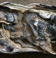 Afbeeldingsresultaten voor Japanse oester Bewerkingen. Grootte: 181 x 136. Bron: rijkewaddenzee.nl