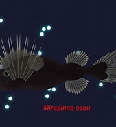 Image result for Mirapinna esau. Size: 169 x 185. Source: www.deviantart.com
